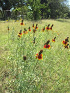 Image of Mexican hat