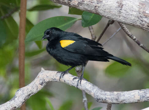 Image of Yellow-shouldered Blackbird