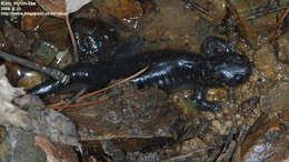 Image of Kori salamander
