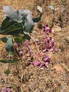 Imagem de Asclepias cordifolia (Benth.) Jepson