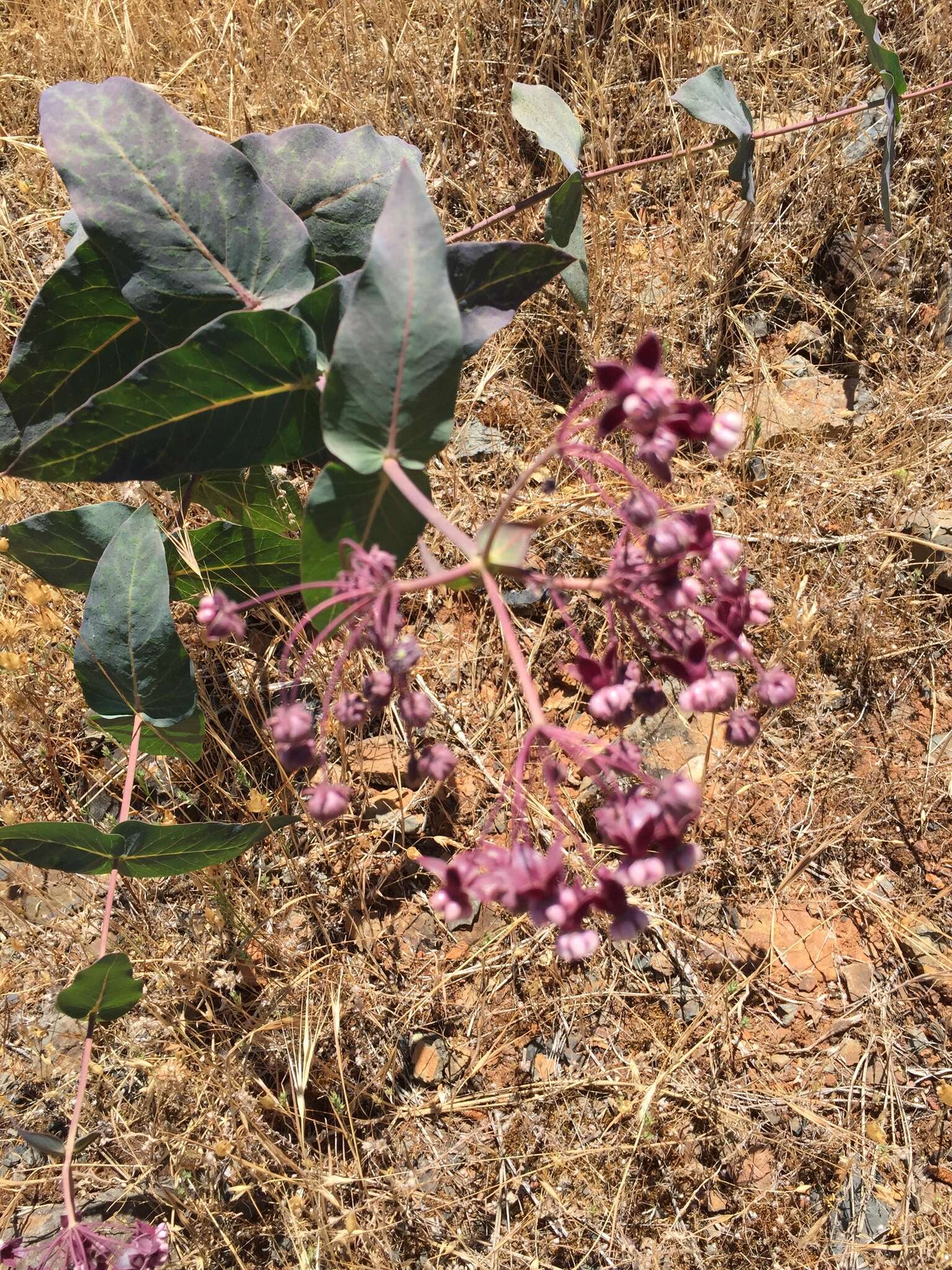 Imagem de Asclepias cordifolia (Benth.) Jepson