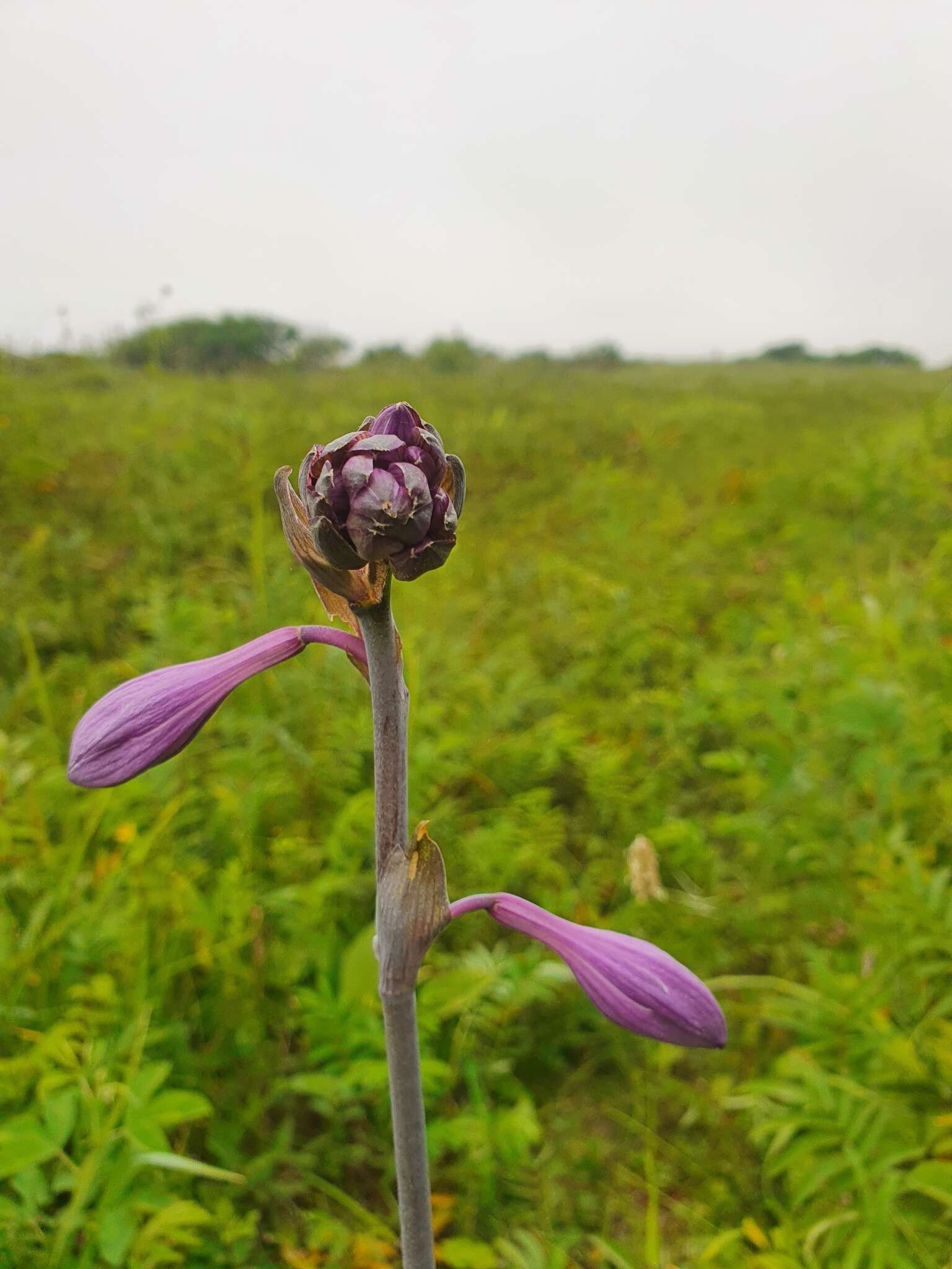 Image of Hosta sieboldii (Paxton) J. W. Ingram