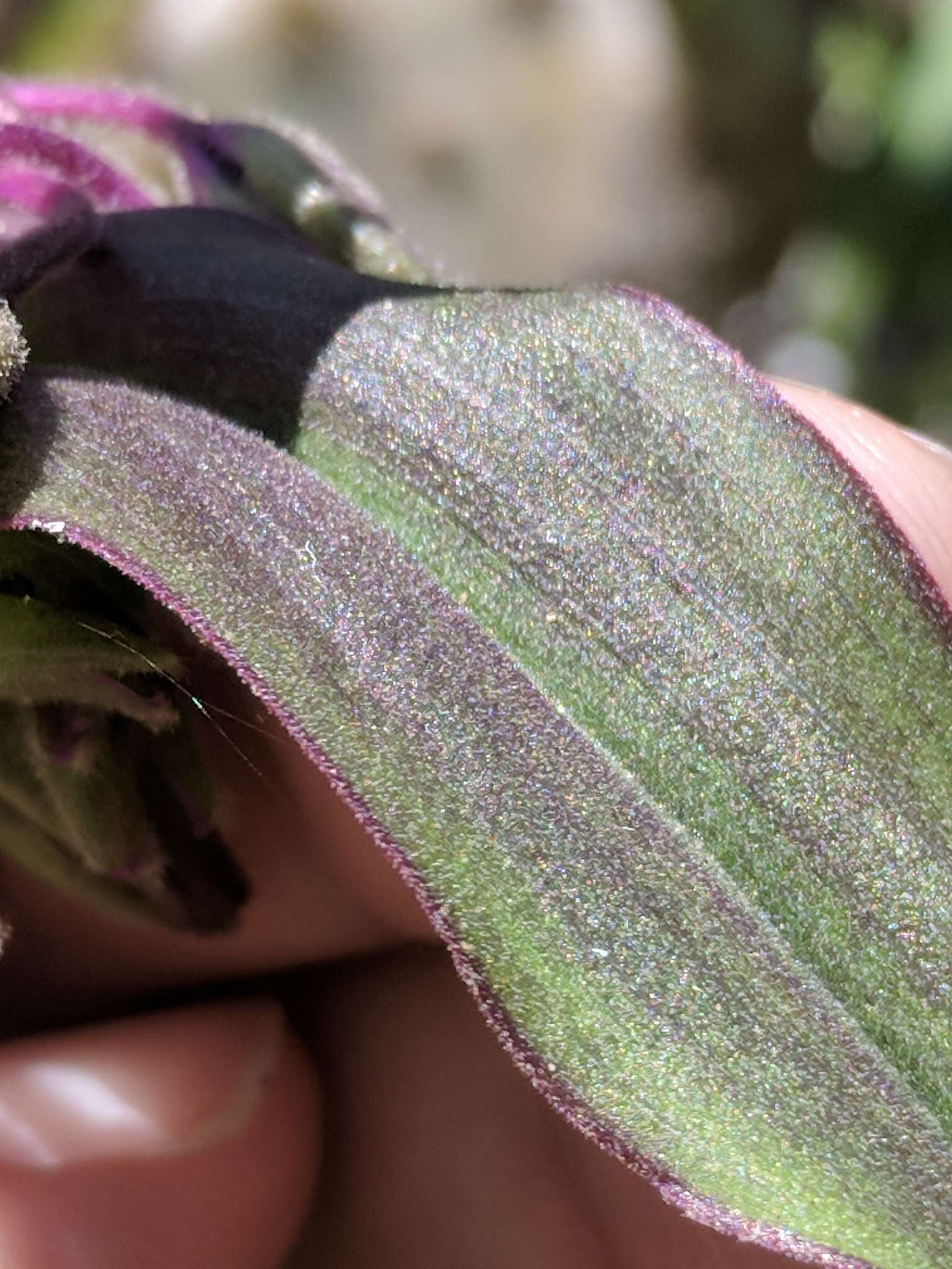 Image of Plateau Spiderwort