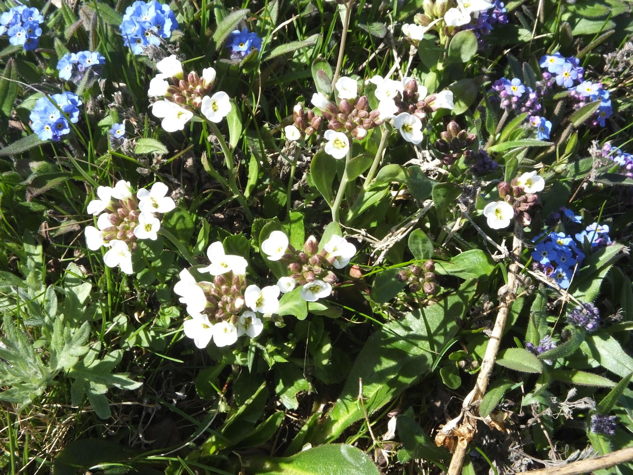 صورة Arabidopsis lyrata subsp. petraea (L.) O'Kane & Al-Shehbaz