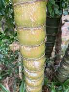 Image of common bamboo