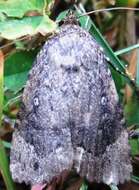 Image of Copper Underwing