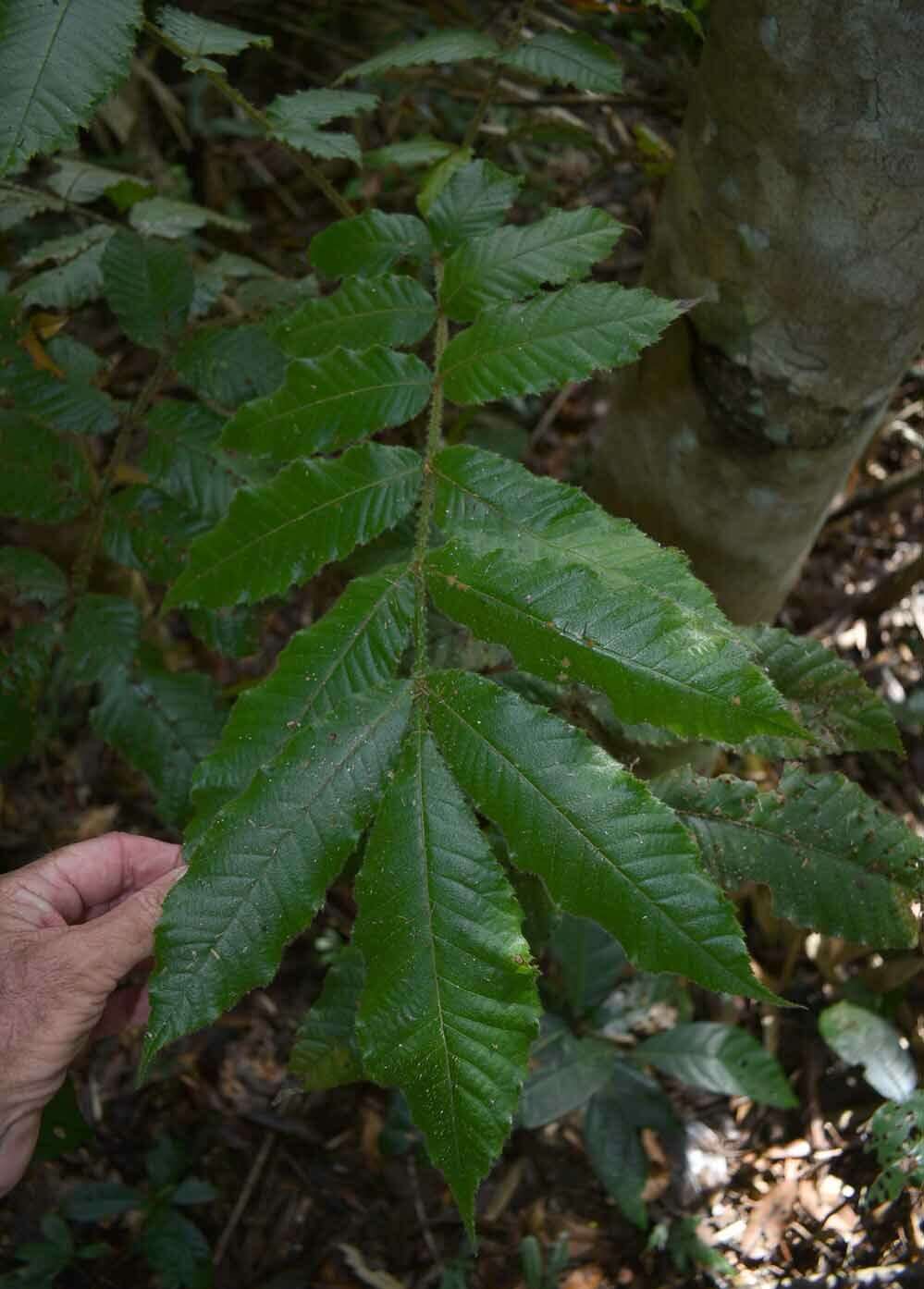 Image of Davidson's plum