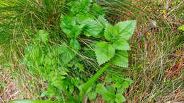 Image of Urtica australis Hook. fil.