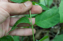Image of fourleaf milkweed