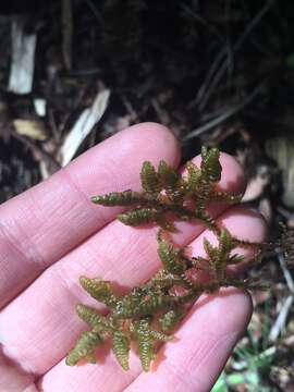 Image of Porella navicularis (Lehm. & Lindenb.) Pfeiff.