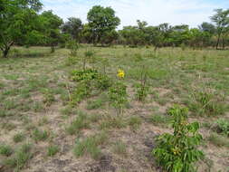 Image of Golden bean tree