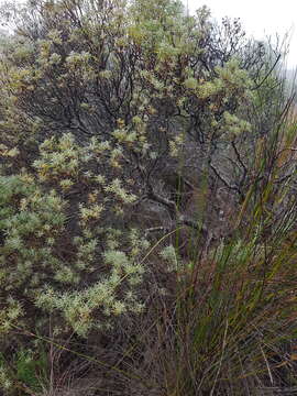 Plancia ëd Leucadendron galpinii Phillips & Hutchinson