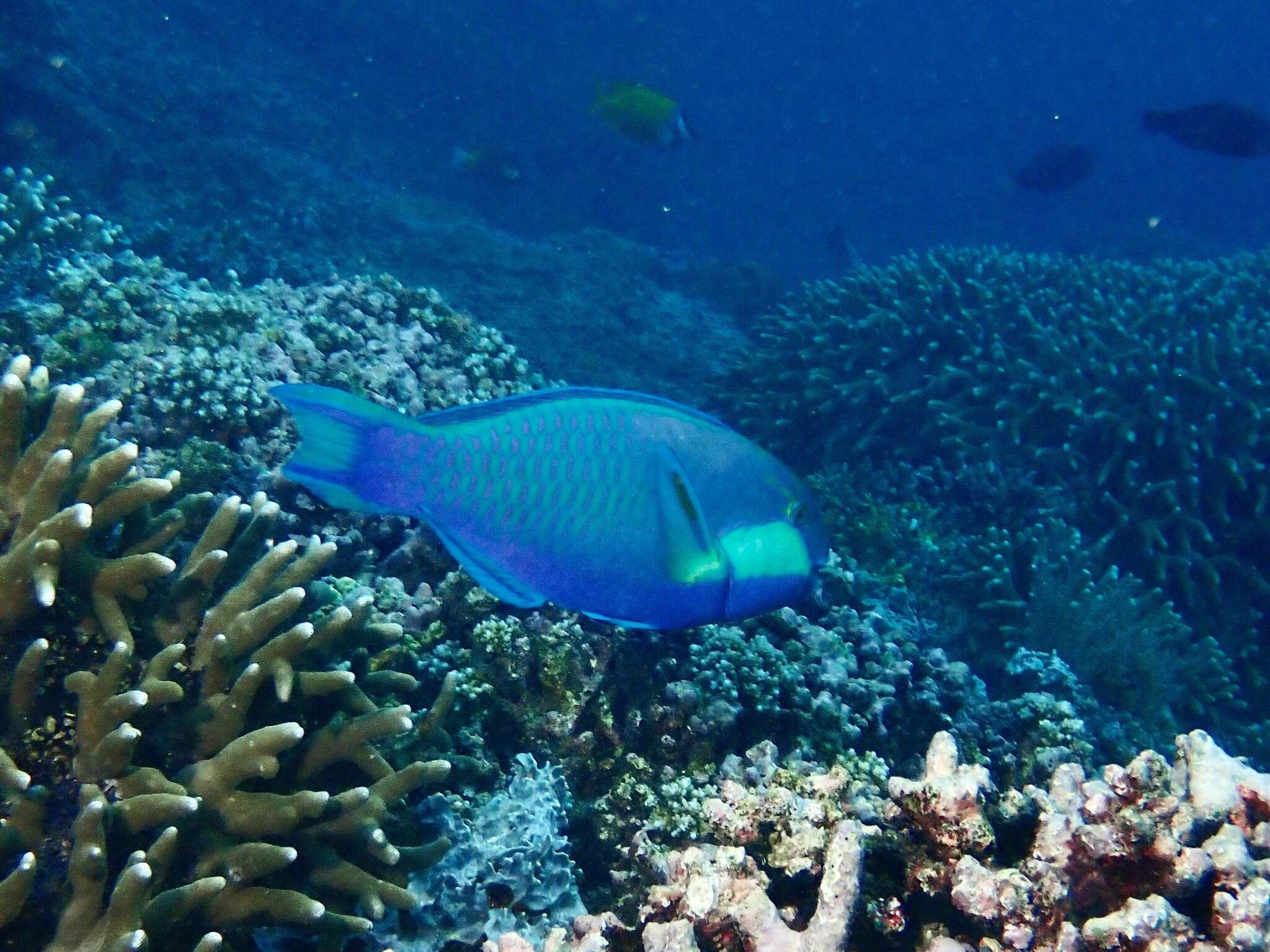 Chlorurus bleekeri (de Beaufort 1940) resmi