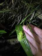 Image of Hyalinobatrachium tatayoi Castroviejo-Fisher, Ayarzagüena & Vilà 2007