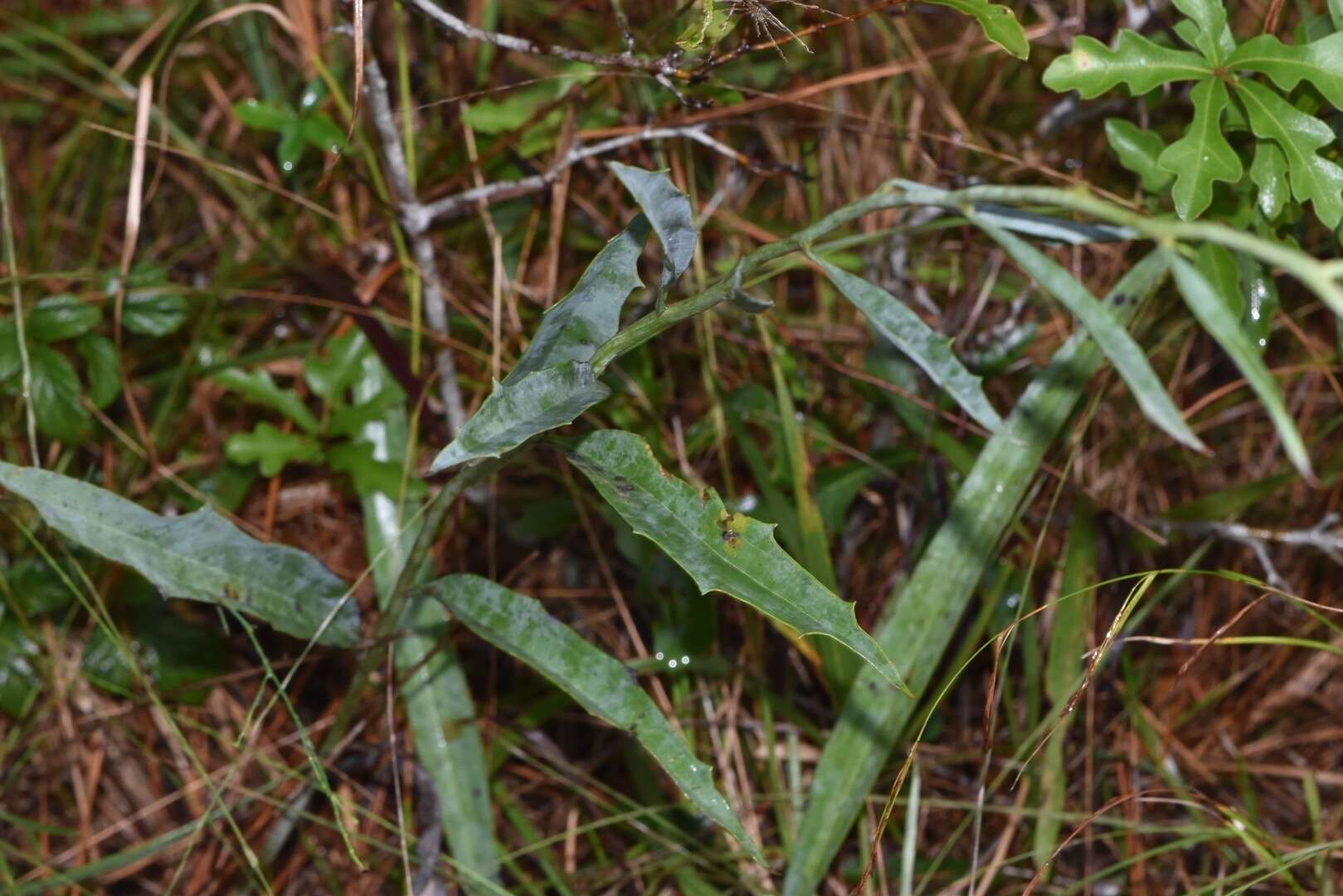 Image of ovateleaf cacalia