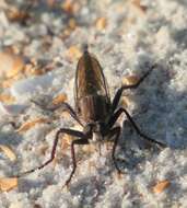 Image of Proctacanthus brevipennis (Wiedemann 1828)