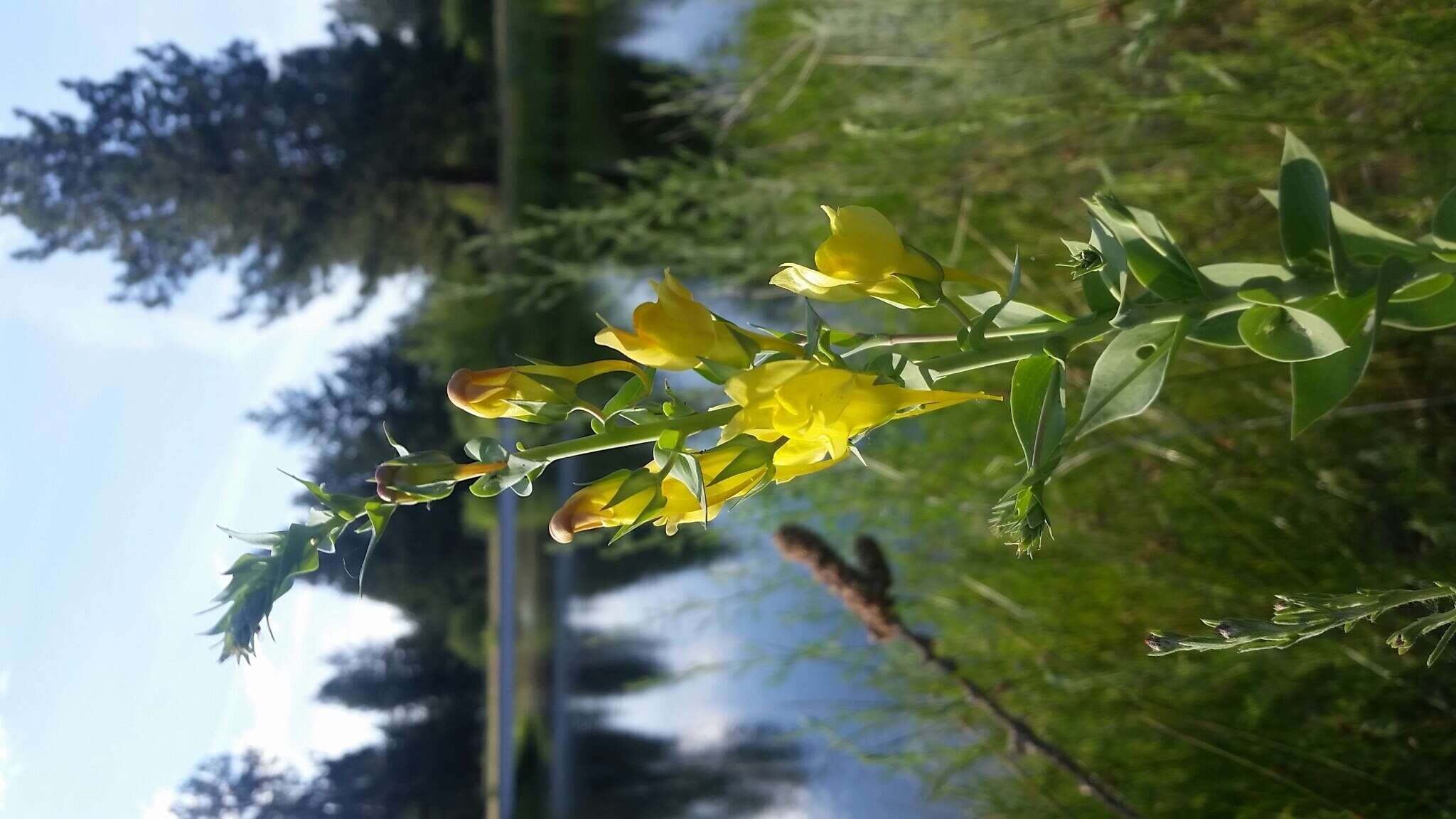 Image of Linaria dalmatica subsp. dalmatica