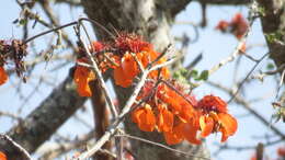 Image of Erythrina velutina Willd.