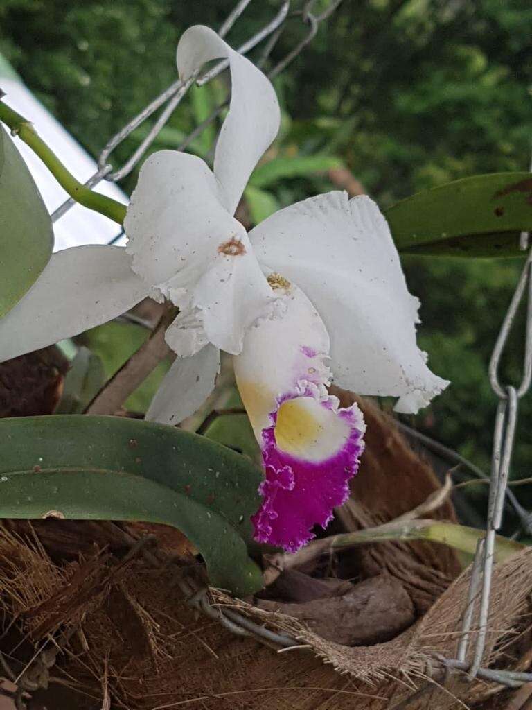 Imagem de Cattleya trianae Linden & Rchb. fil.