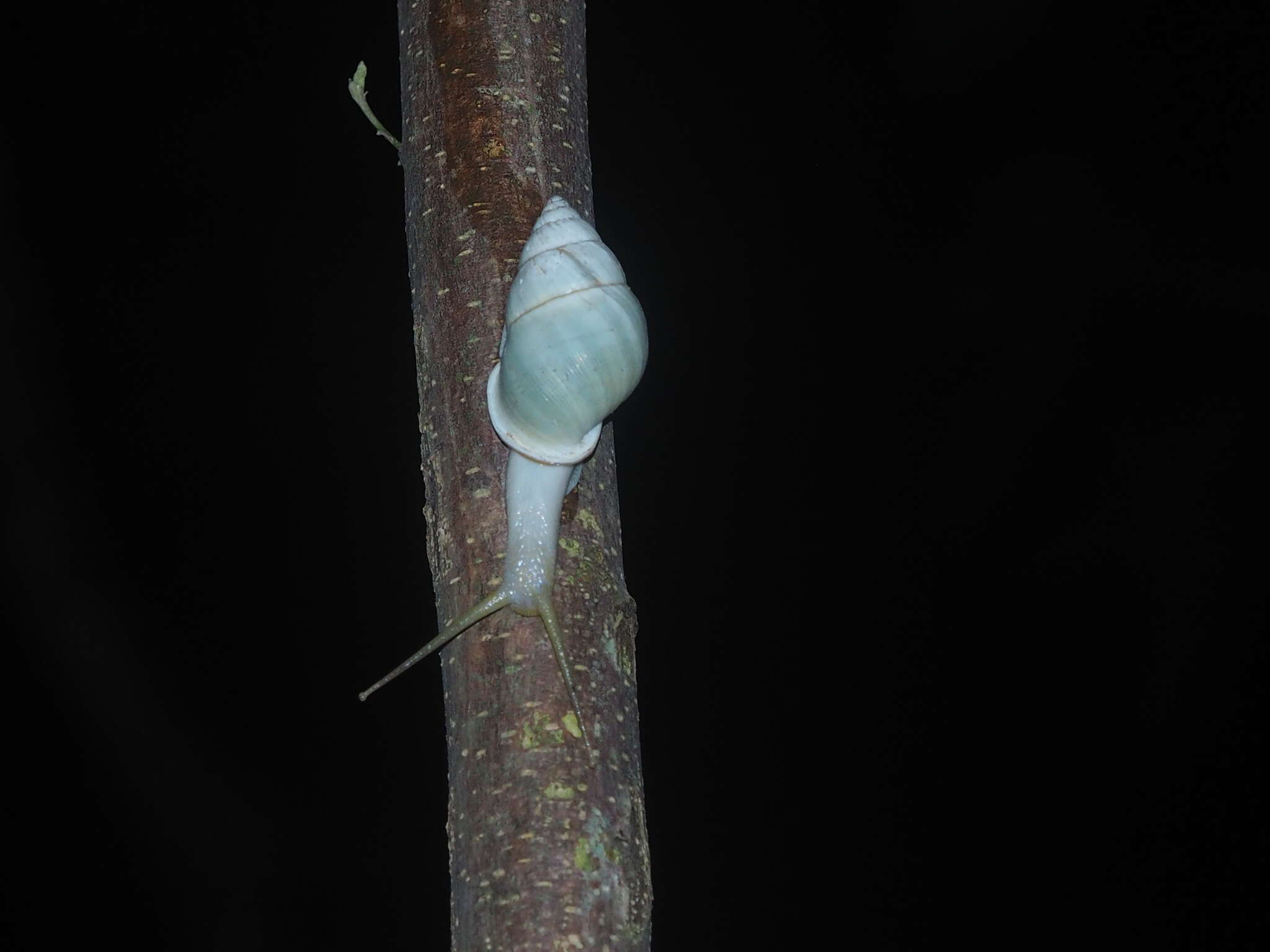 Image de <i>Amphidromus palaceus</i>