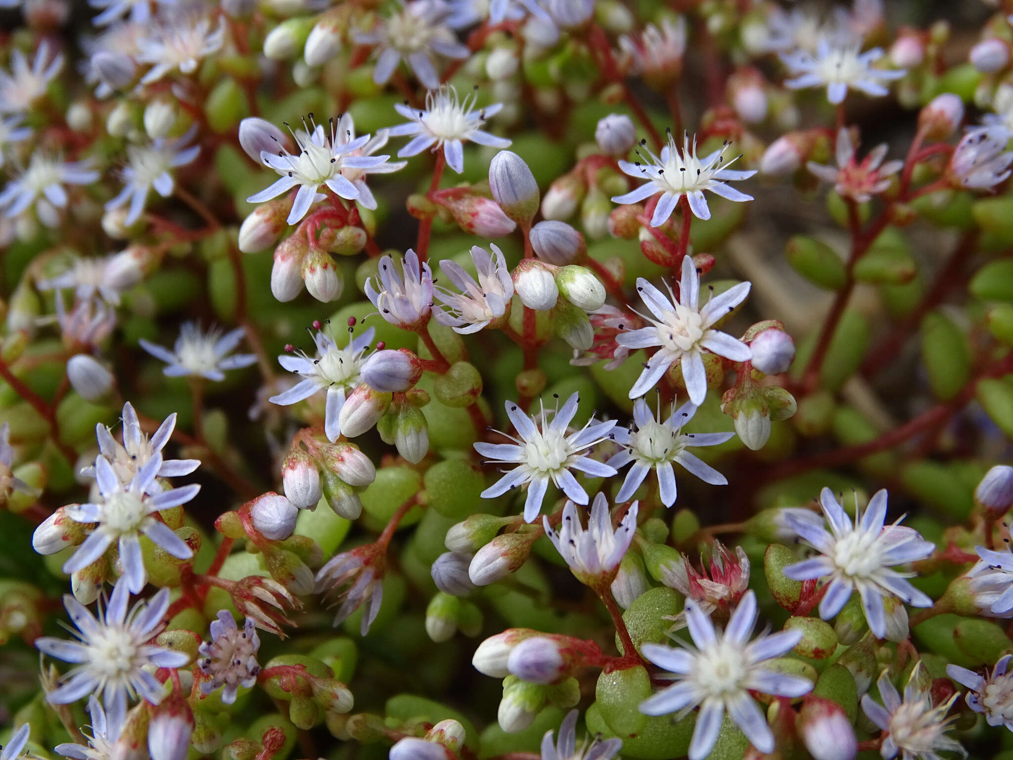 Image of Sedum caeruleum L.