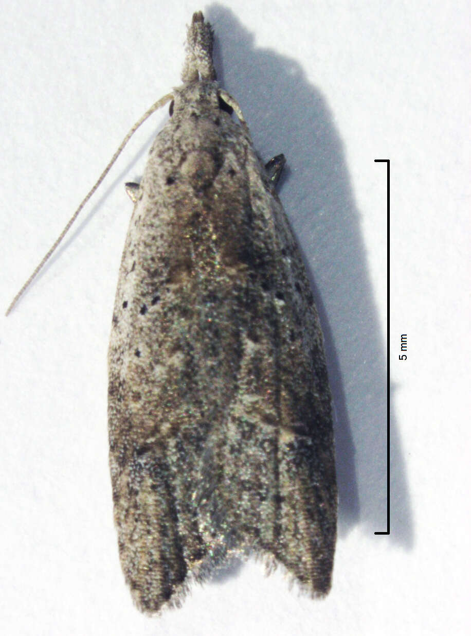 Image of Heterocrossa rubophaga