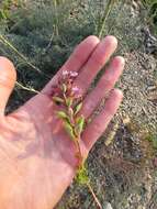 Image de Teucrium chamaedrys subsp. nuchense (K. Koch) Rech. fil.