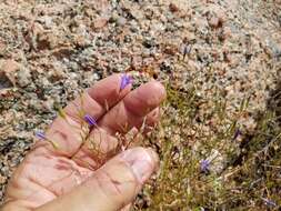 Image of basin bellflower