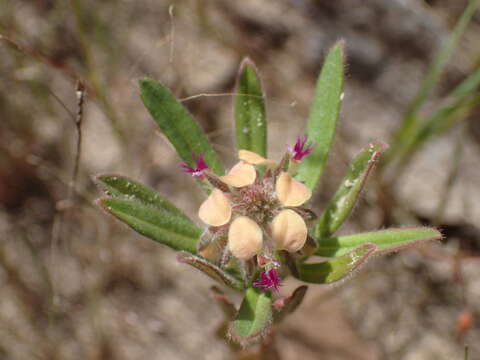 Imagem de Polygala arenaria Willd.