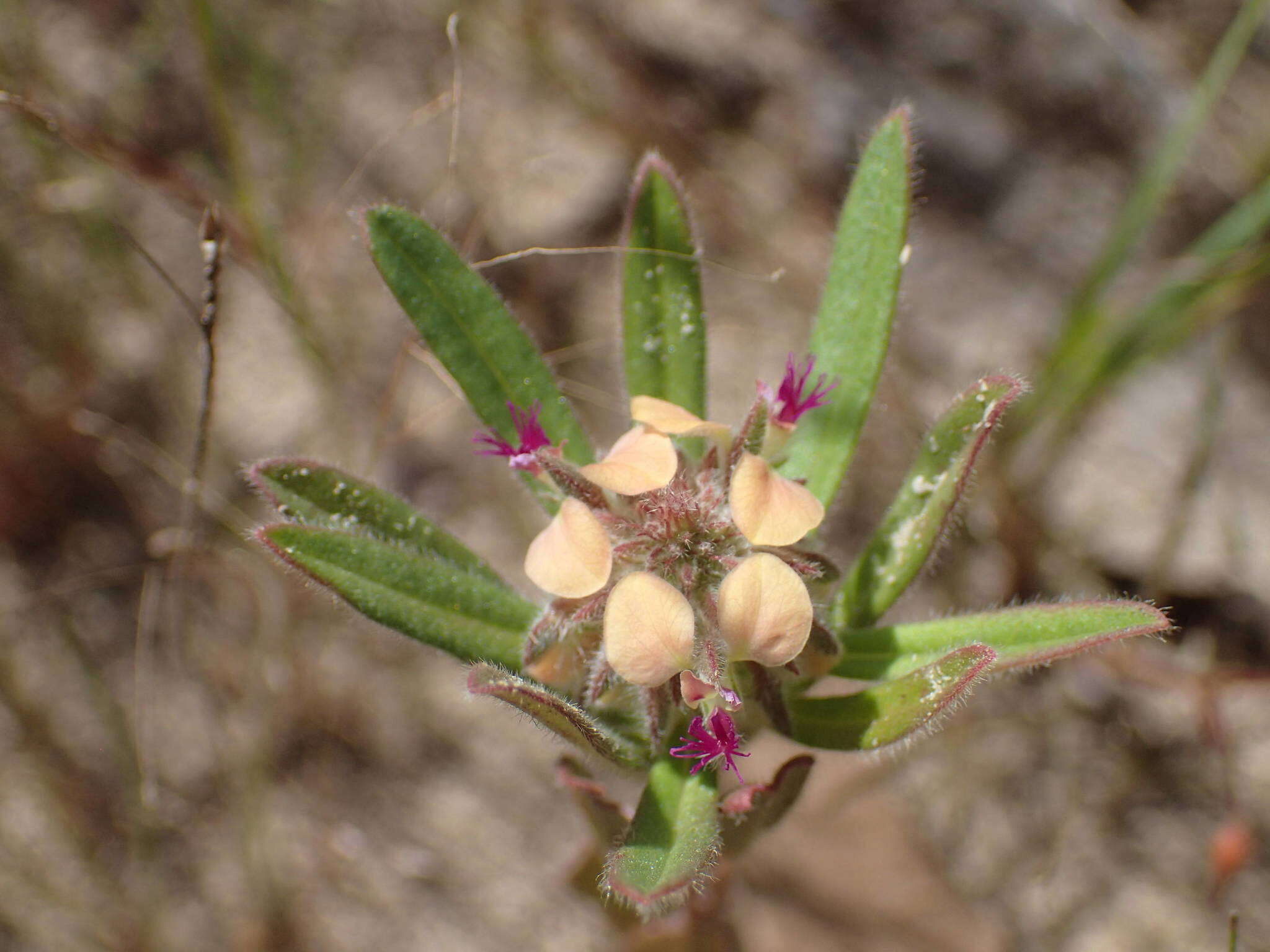 Polygala arenaria Willd.的圖片