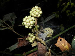 Image of Oreopanax echinops (Schltdl. & Cham.) Decne. & Planch.