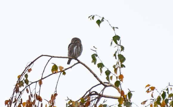 Image of Austral Pygmy Owl