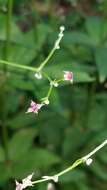 صورة Galium latifolium Michx.