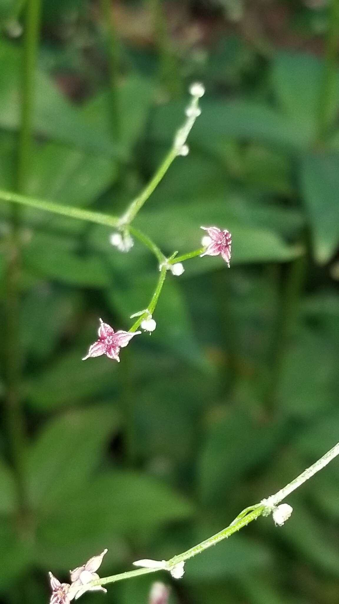 صورة Galium latifolium Michx.