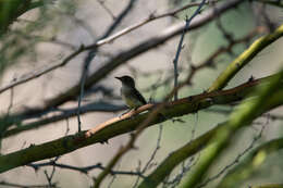 Image of southwestern willow flycatcher