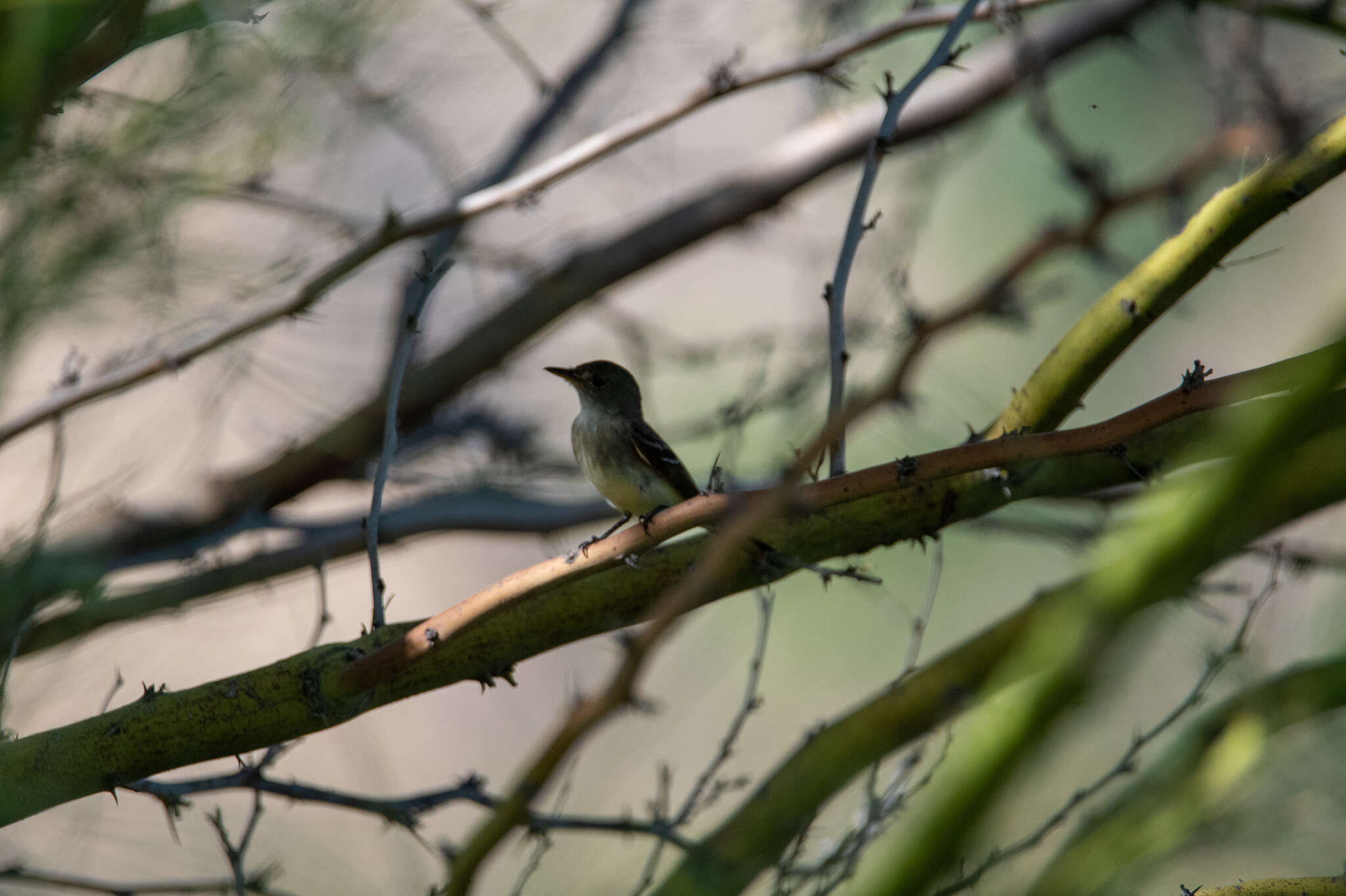 Image of southwestern willow flycatcher