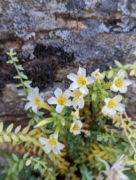 Polemonium brandegeei (A. Gray) Greene resmi