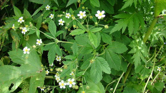 Image of Potentilla elatior Willd. ex Schltdl.