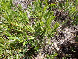 Image of Grevillea pauciflora R. Br.