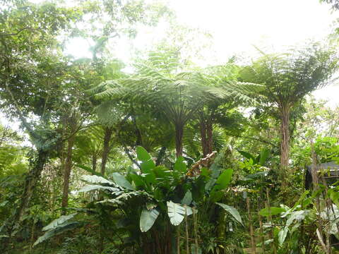 Image of Cyathea bicrenata Liebm.