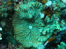 Image of Crispy Crust Coral