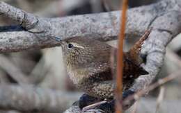 Image of Eastern Winter Wren