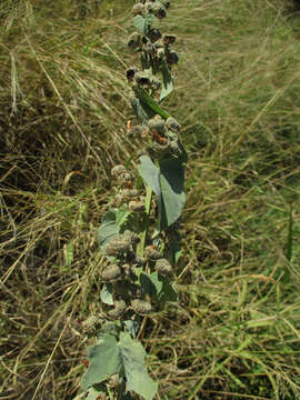 Imagem de Abutilon angulatum (Guill. & Perr.) Mast.