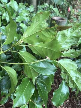 Image of Cinnamomum micranthum (Hayata) Hayata