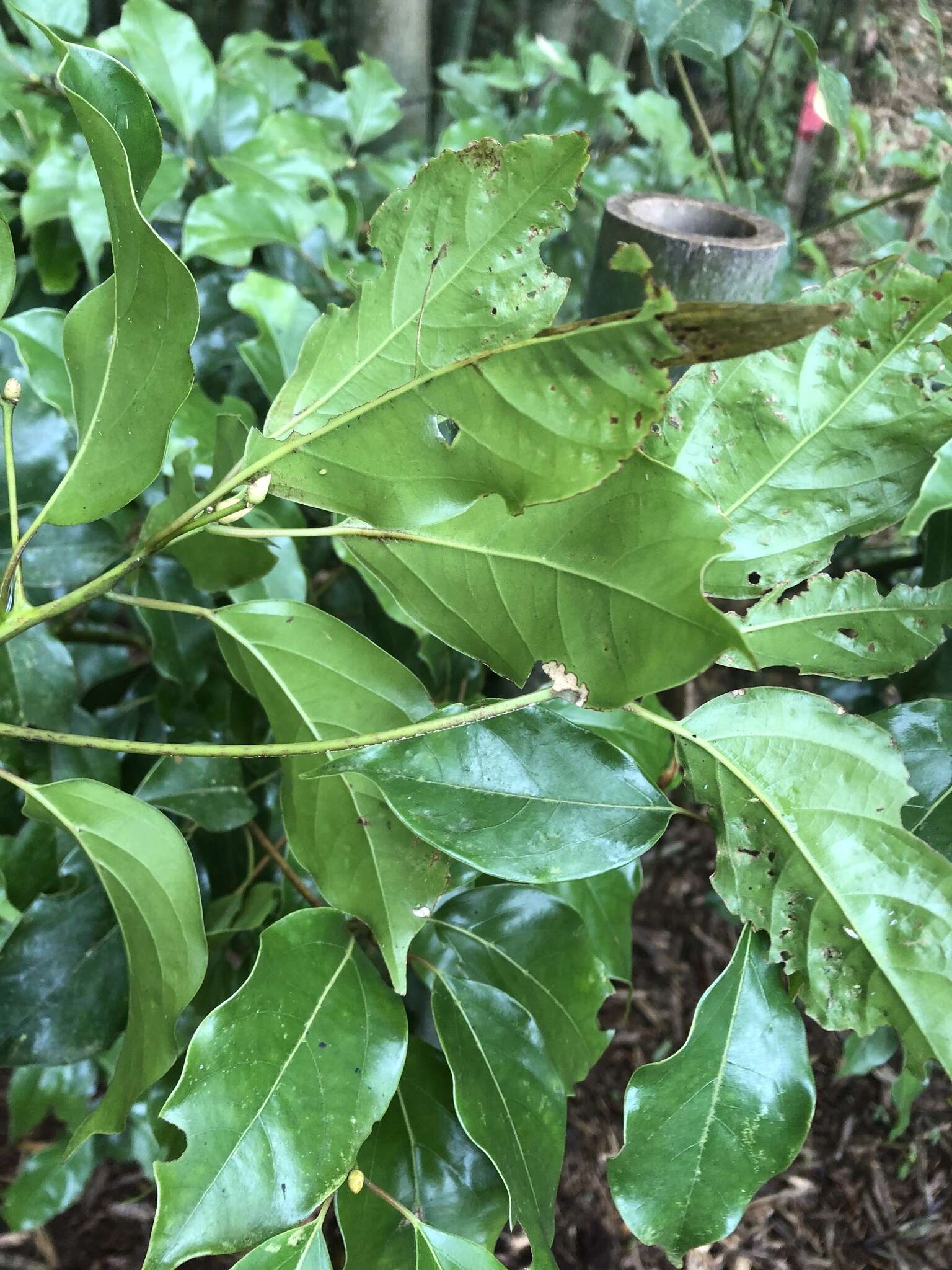 Imagem de Cinnamomum micranthum (Hayata) Hayata