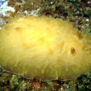 Image of Halgerda paliensis (Bertsch & Johnson 1982)