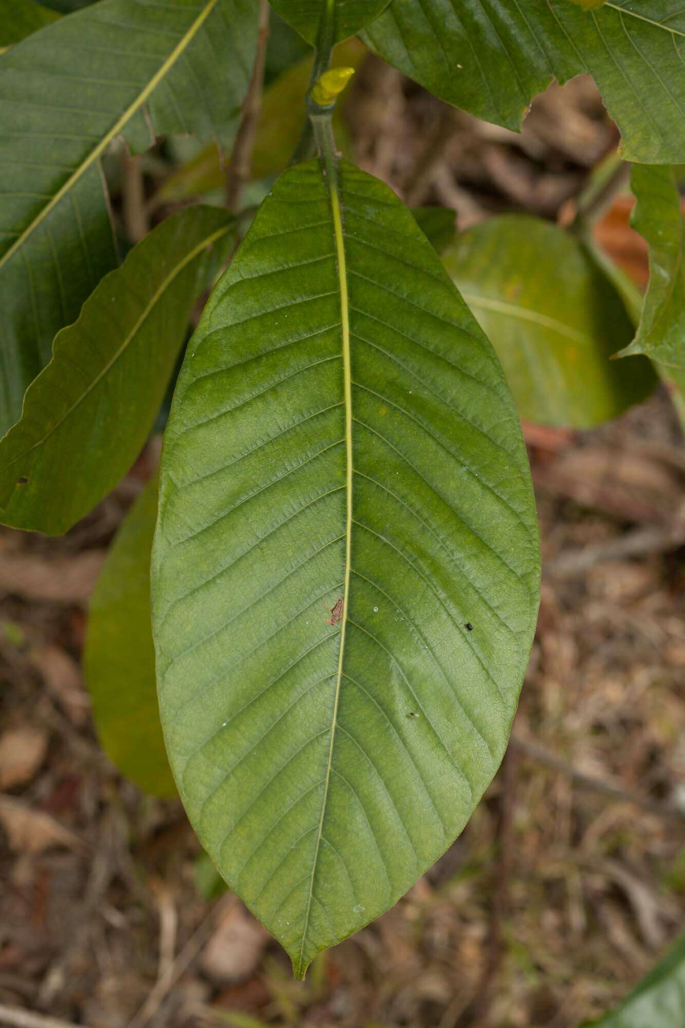 Plancia ëd Gardenia oudiepe Vieill.