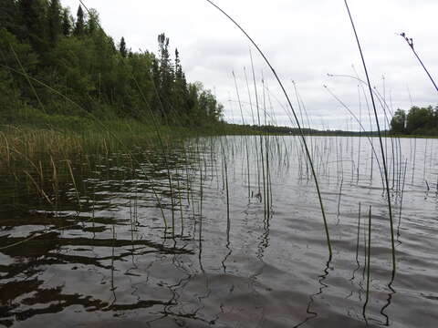 Image of slender bulrush