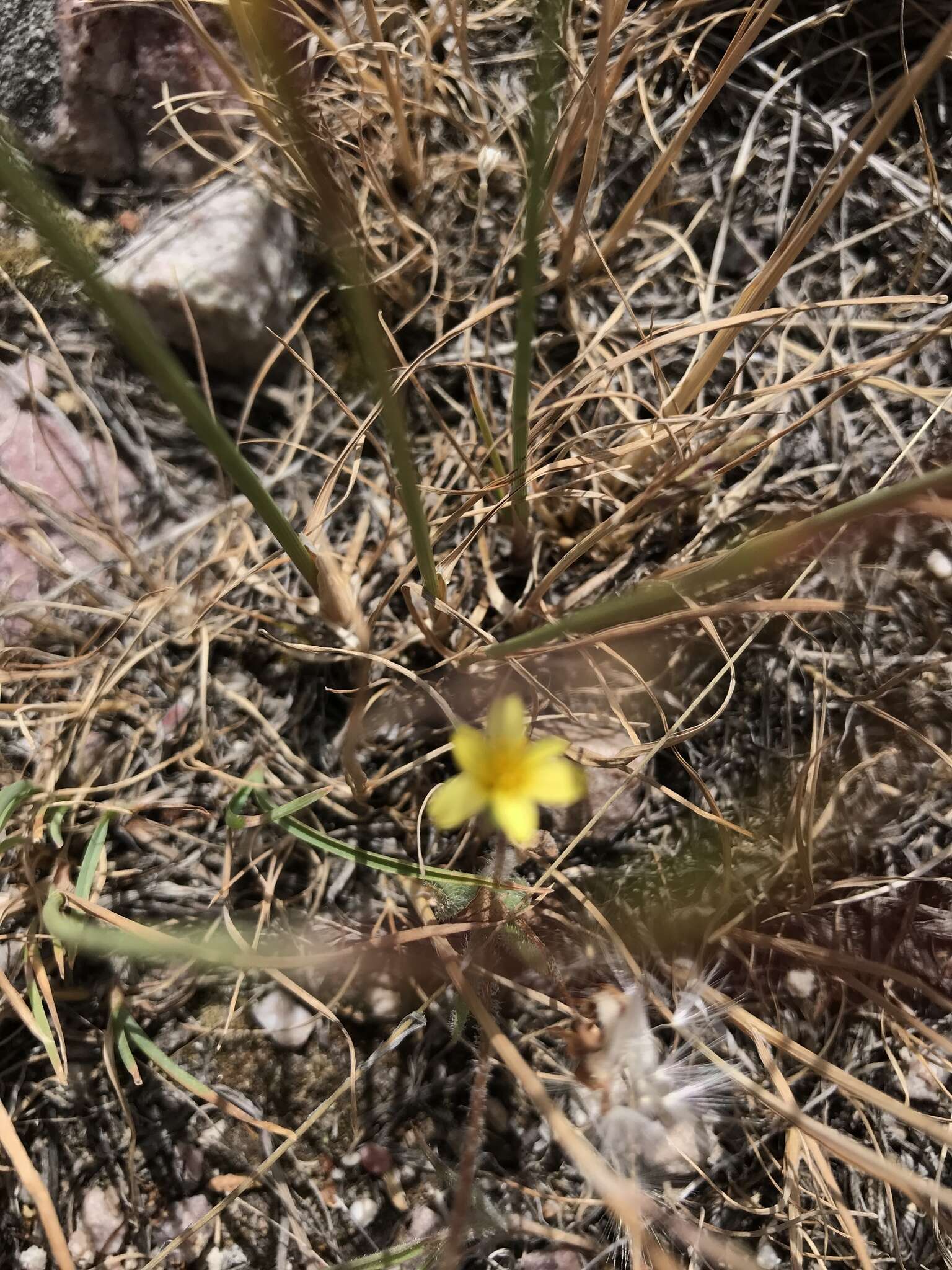 Plancia ëd Agoseris heterophylla (Nutt.) Greene