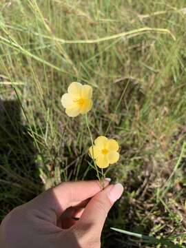 Piriqueta cistoides subsp. caroliniana (Walter) M. M. Arbo resmi